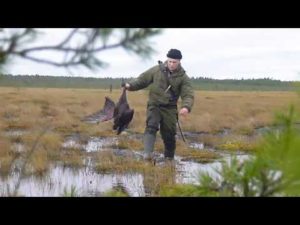 Охота в лен обл 2018 осень